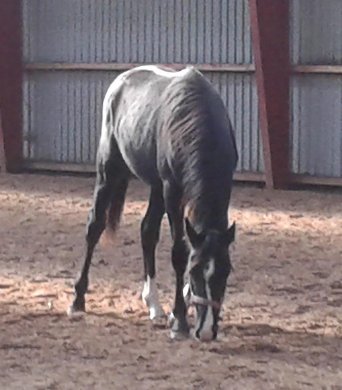 Dansk Varmblod Mosegårdens Derello "Frost" <3 billede 37