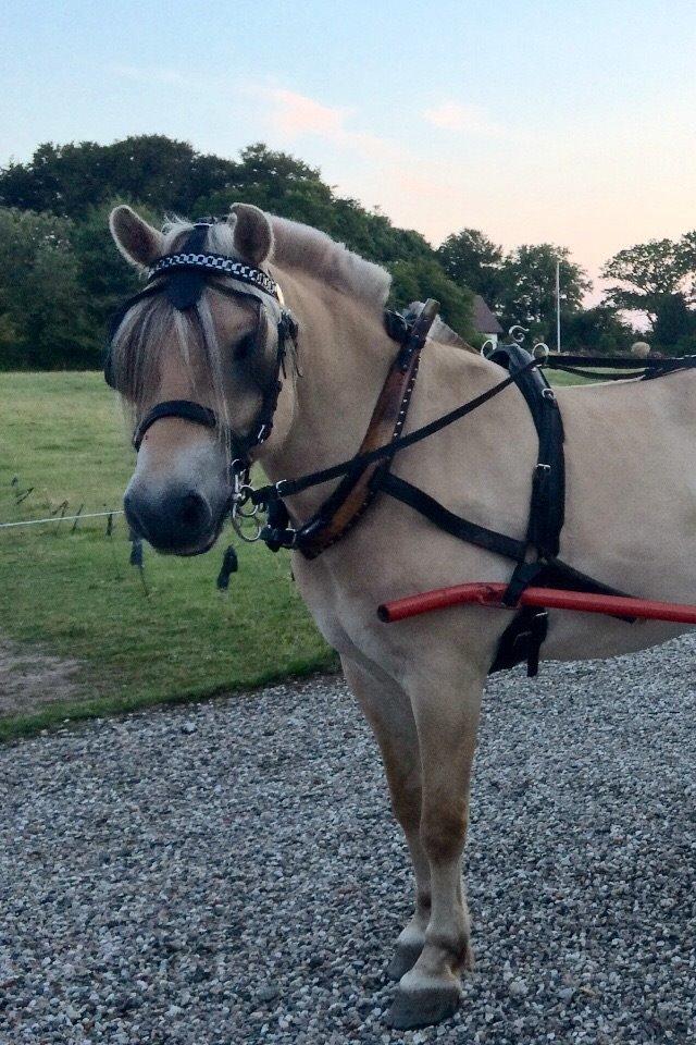 Fjordhest Tronkærs Pegasus billede 9