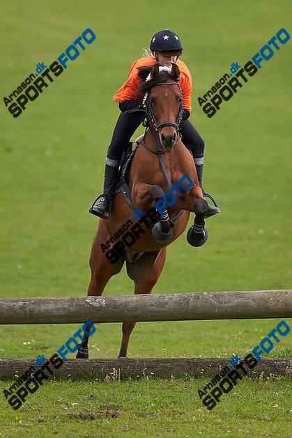 Arabisk fuldblod (OX) Wafeeq OX billede 25