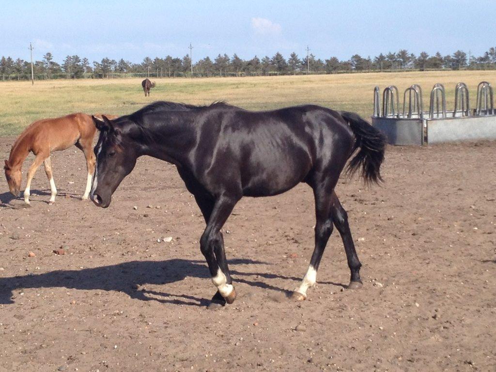 Dansk Varmblod Mosegårdens Derello "Frost" <3 - Frost, lillebror i baggrunden. billede 38