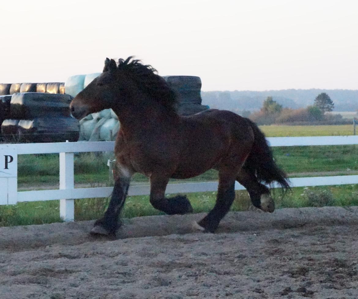 Belgier Bormosens Rollo - Rigtig belgier-trav. Mums siger jeg bare billede 8
