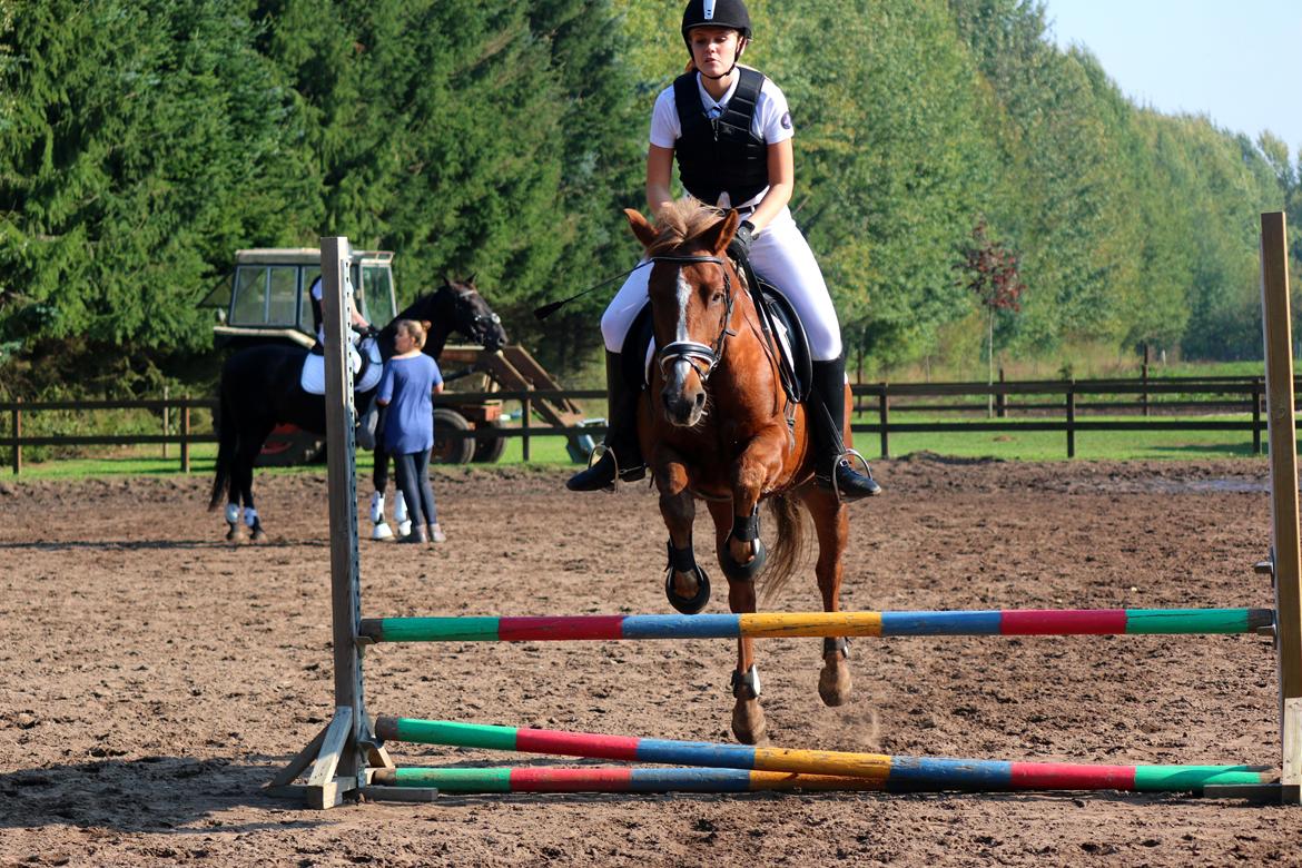 Anden særlig race Sasha - Opvarning til springstævne billede 4