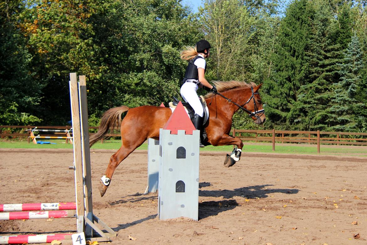 Anden særlig race Sasha - Springstæven fik to 2. pladser i begge mine klasser! <3 billede 9