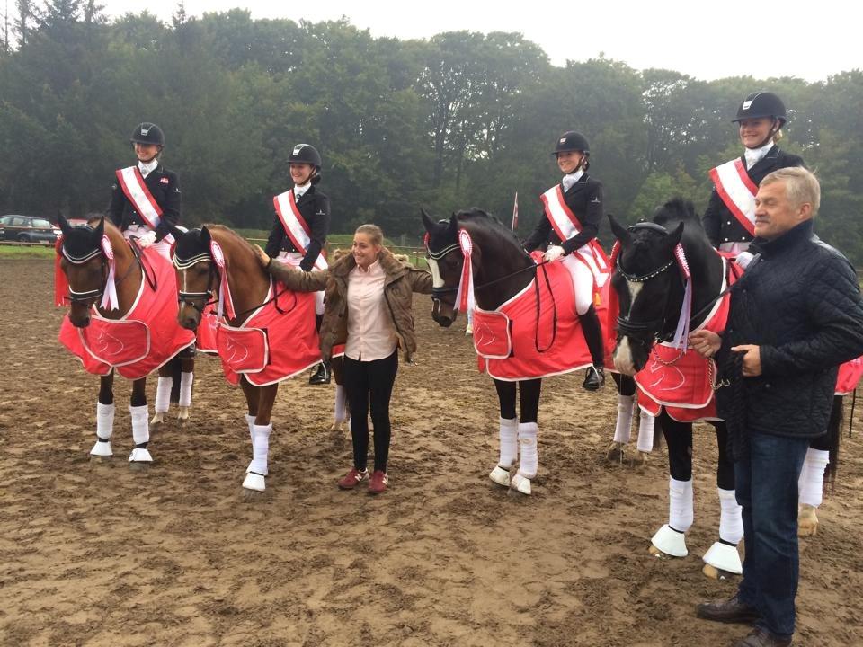 Welsh Cob (sec D) Valhallas Zorro billede 3