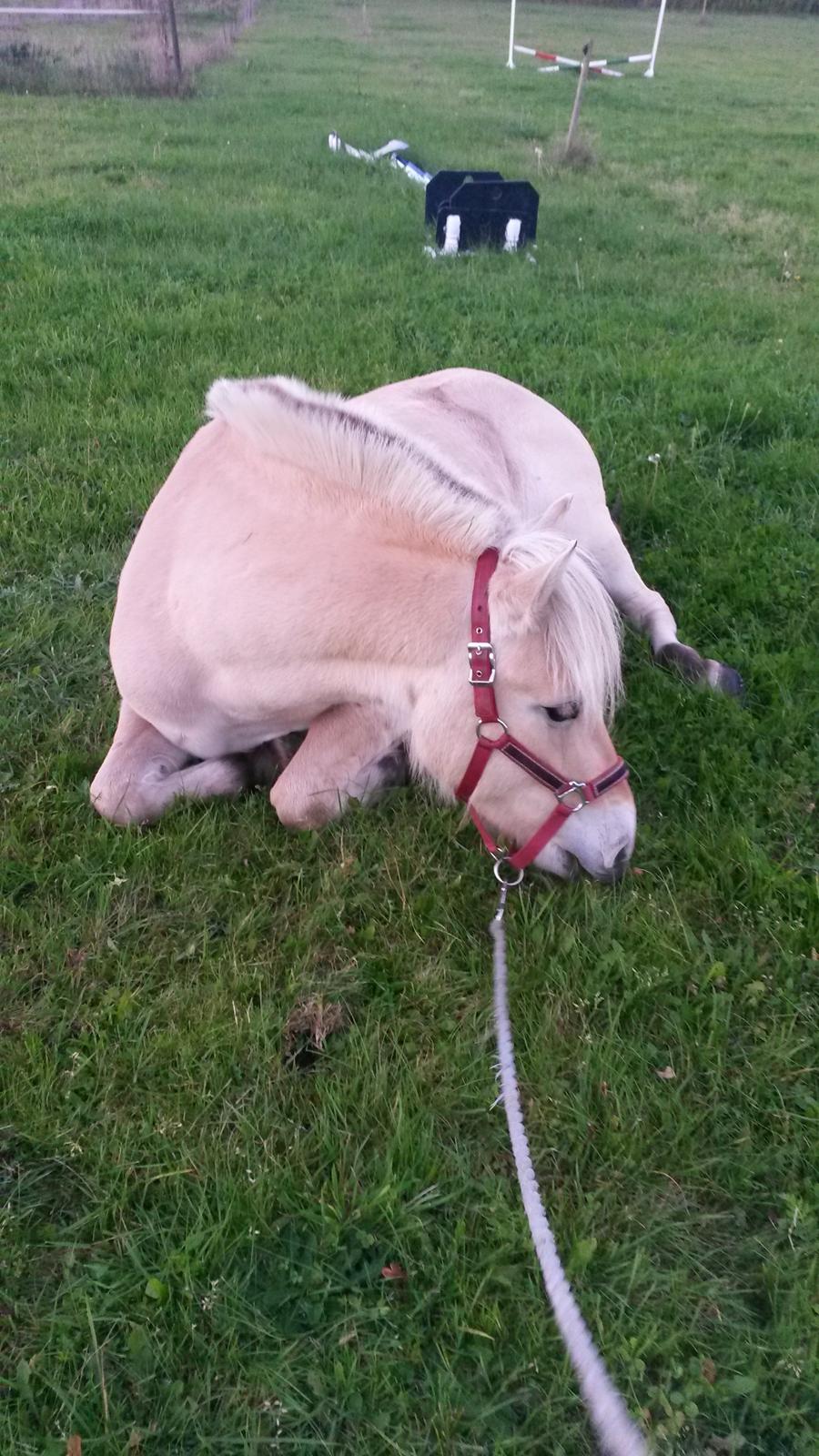 Fjordhest Bjergvangs Flicka Eywa - Ligger ned på kommando :-) billede 10
