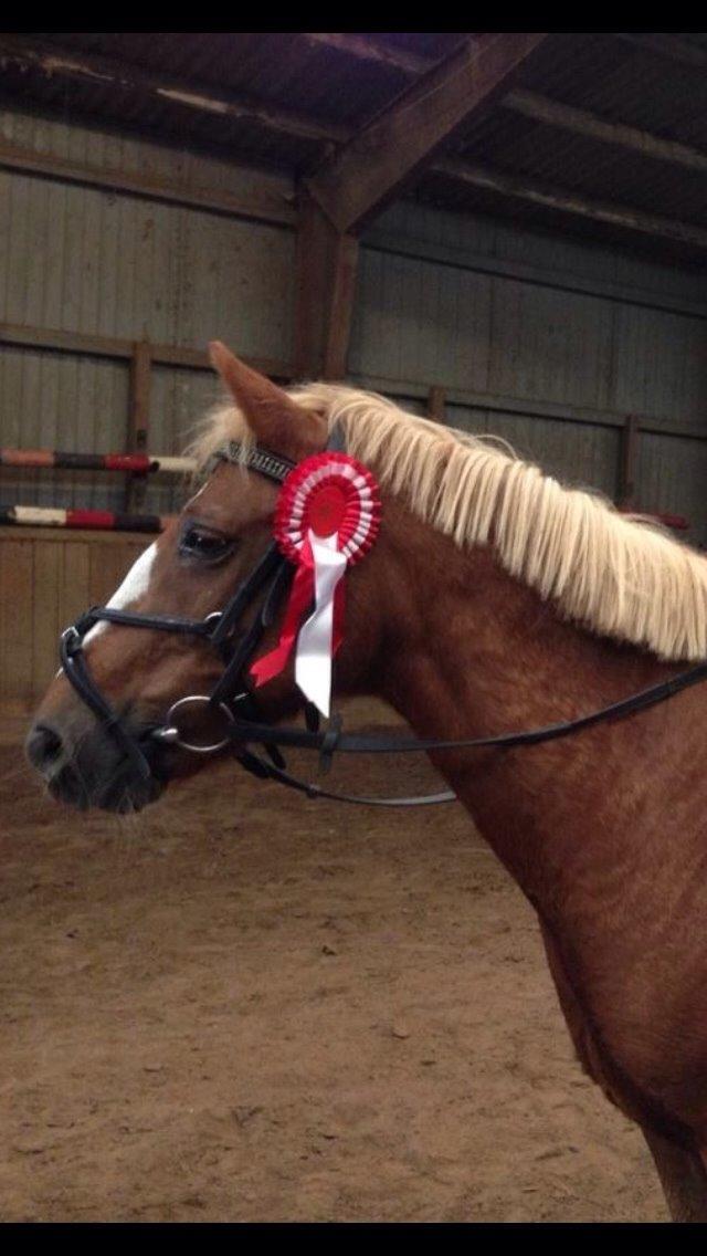 Anden særlig race Herkules  billede 2