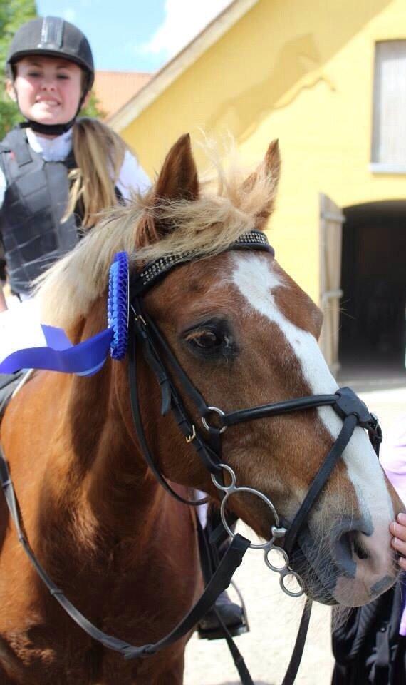 Anden særlig race Herkules  billede 1