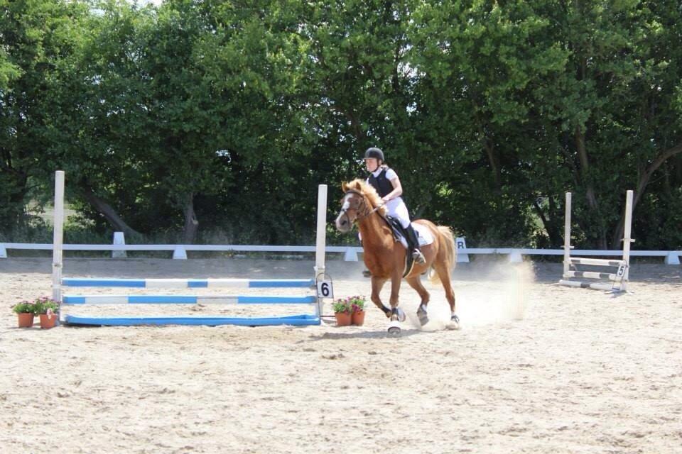 Anden særlig race Herkules  billede 4