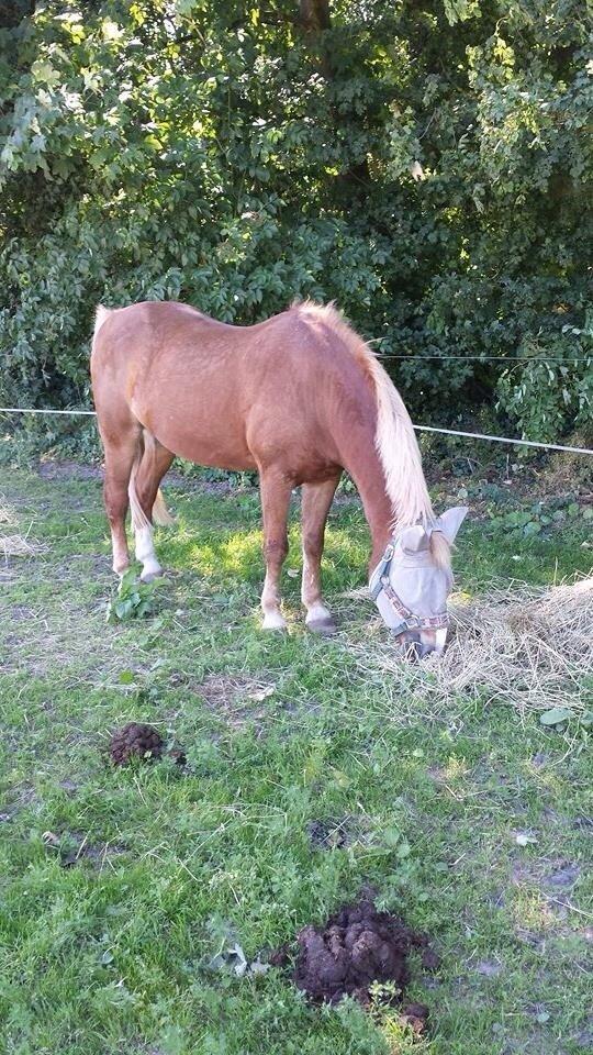 Anden særlig race Herkules  billede 3