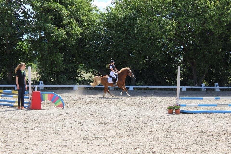 Anden særlig race Herkules  billede 5