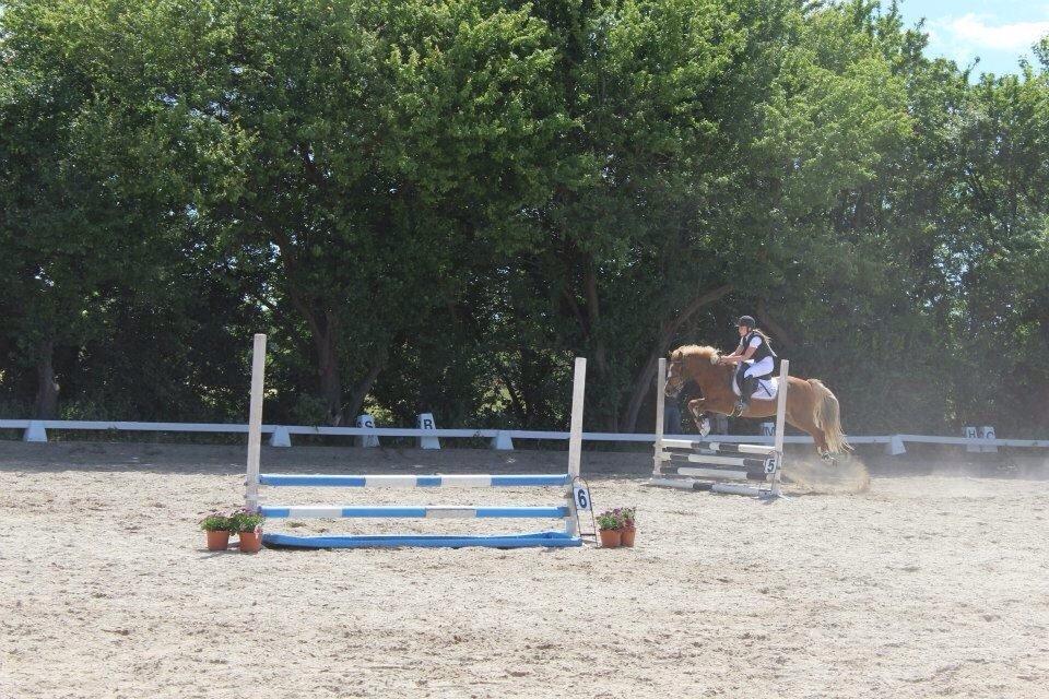 Anden særlig race Herkules  billede 6