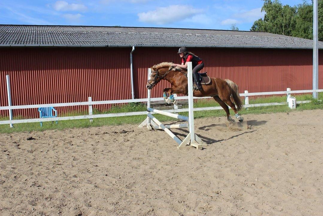 Anden særlig race Herkules  billede 7