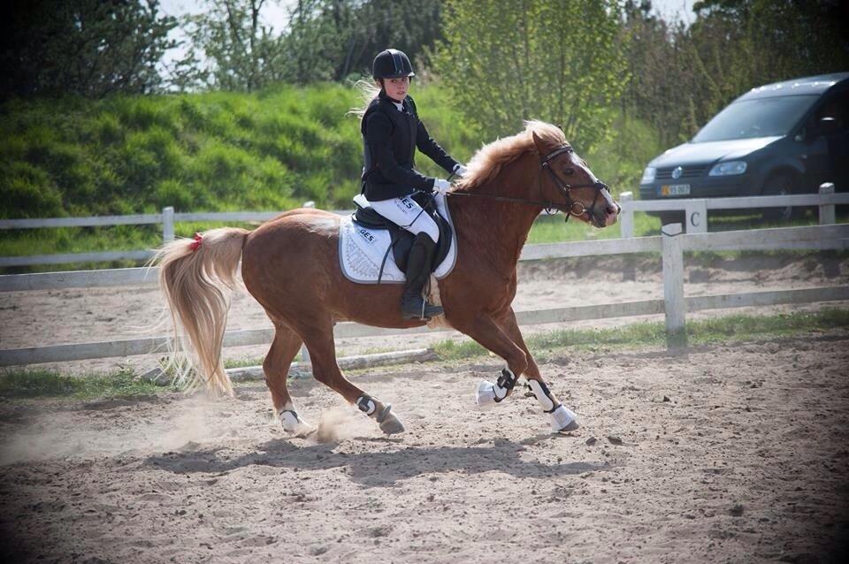 Anden særlig race Herkules  billede 8