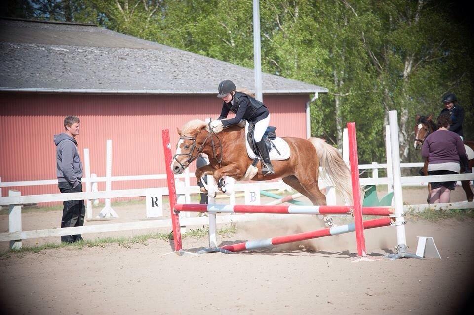 Anden særlig race Herkules  billede 9