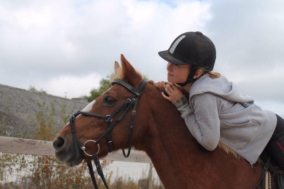 Anden særlig race Herkules  billede 13