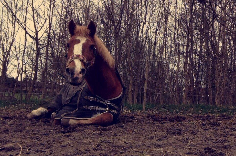 Anden særlig race Herkules  billede 11