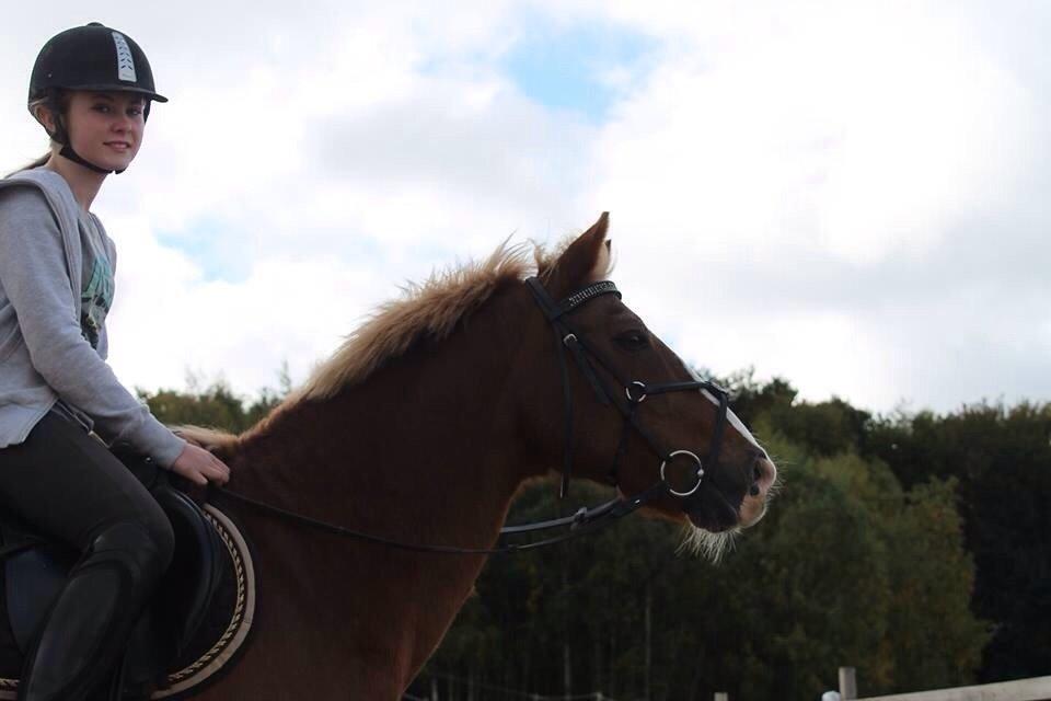 Anden særlig race Herkules  billede 17