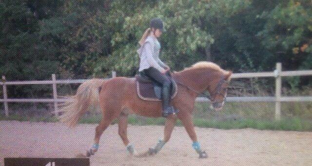 Anden særlig race Herkules  billede 12