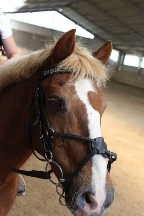 Anden særlig race Herkules  billede 16