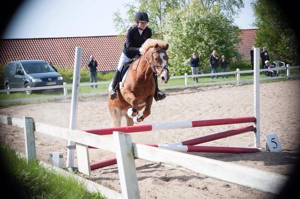 Anden særlig race Herkules  billede 19