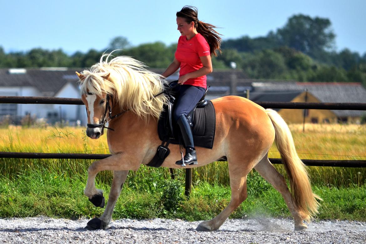 Haflinger N. Don Carlos billede 6
