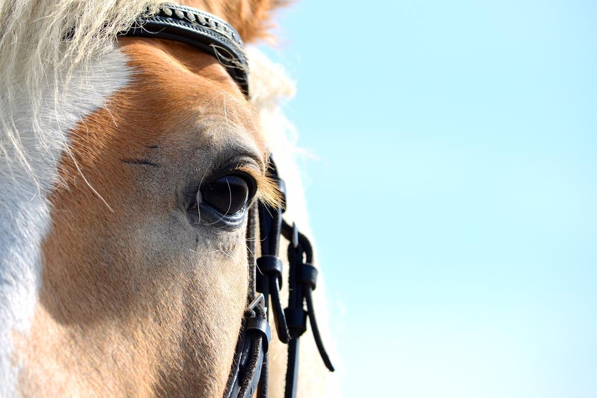 Haflinger N. Don Carlos billede 23