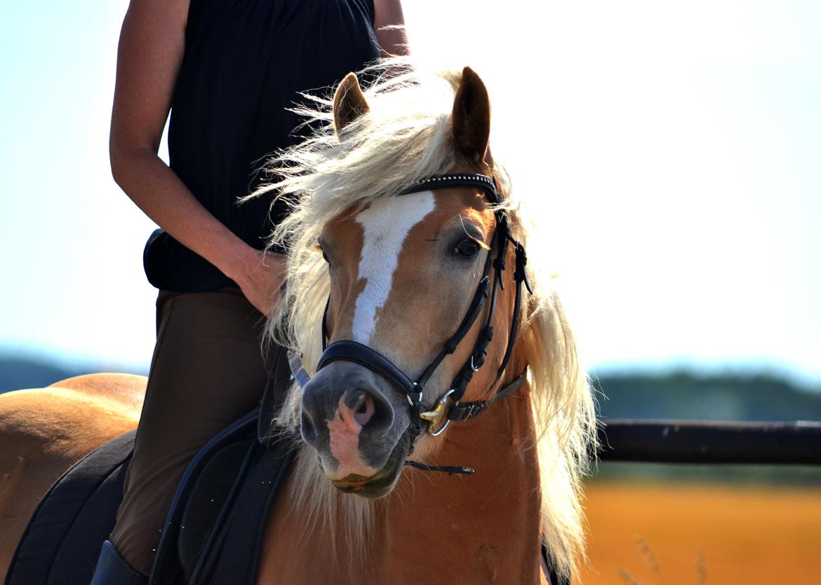 Haflinger N. Don Carlos billede 1
