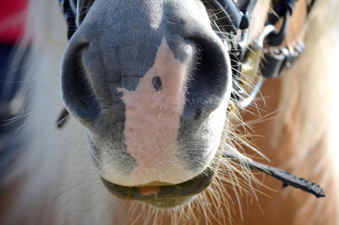 Haflinger N. Don Carlos billede 24