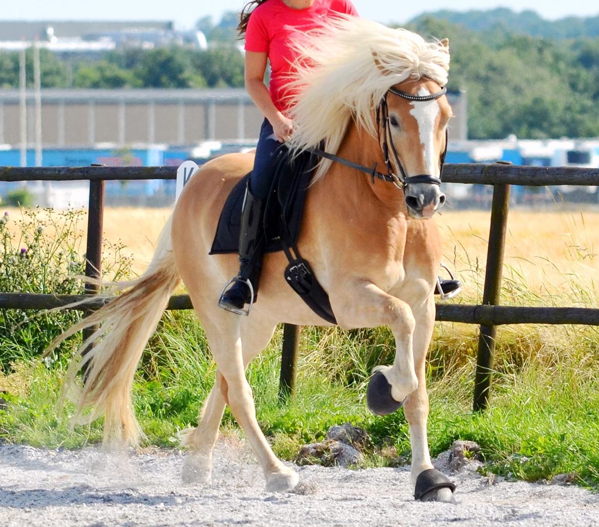 Haflinger N. Don Carlos billede 2