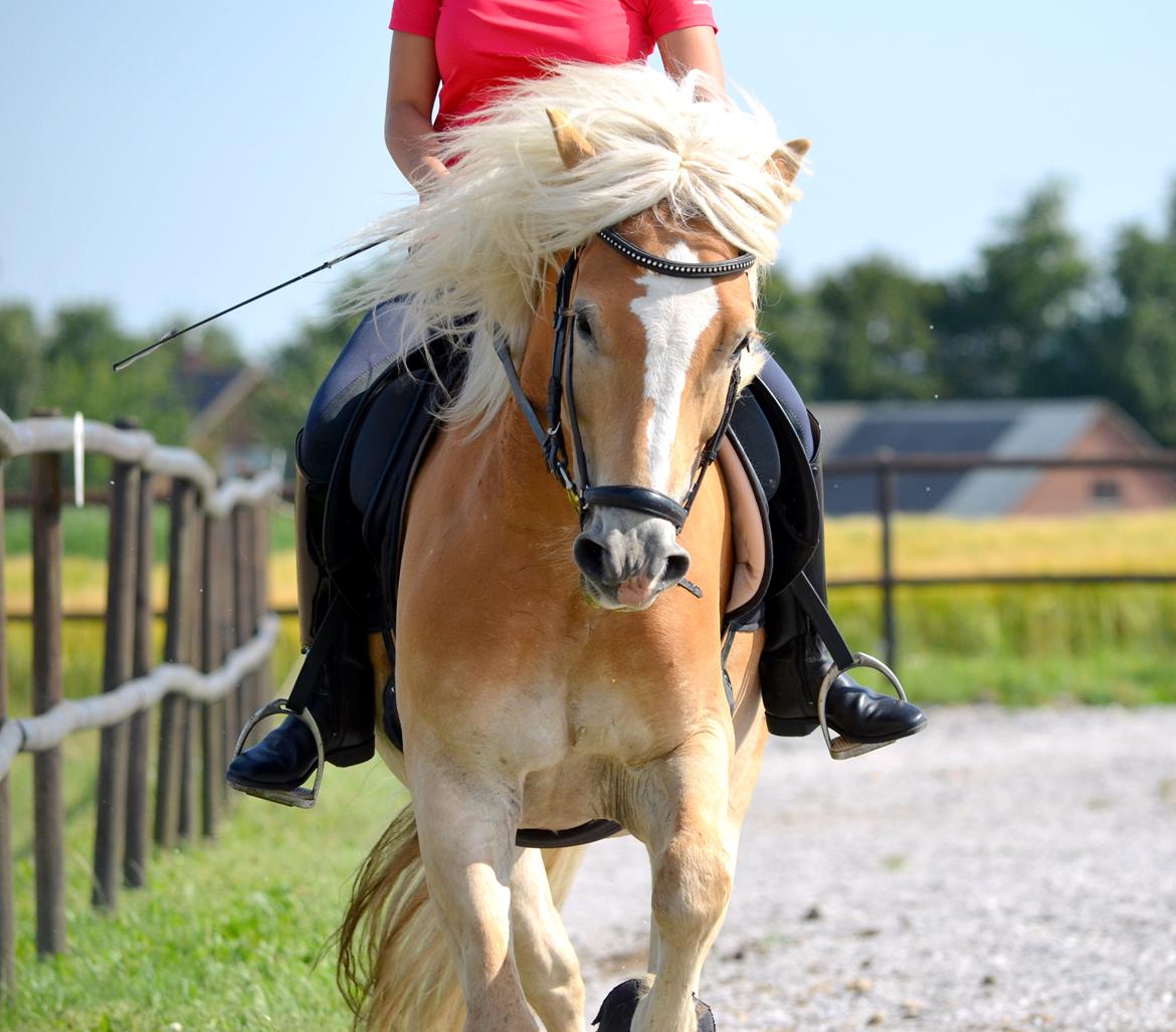 Haflinger N. Don Carlos billede 4