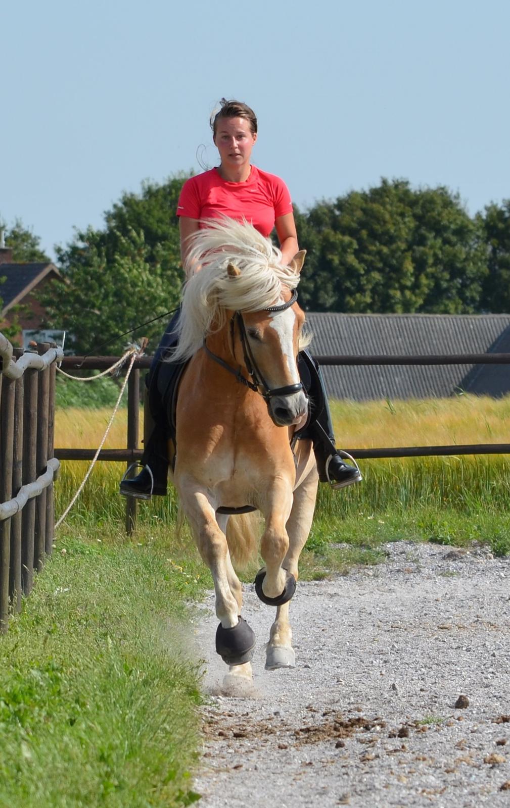 Haflinger N. Don Carlos billede 7