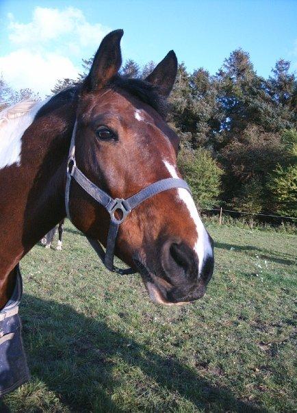 Anden særlig race BOJARD - Min elskede himmelhest <3 Foto: Sara Grønlund billede 20