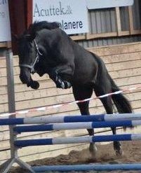 Pinto Kilgast's Nobell billede 4