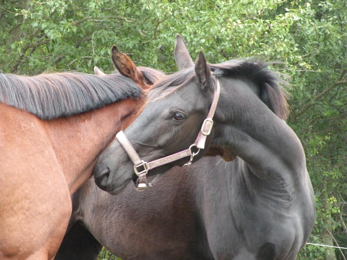 Pinto Kilgast's Nobell billede 5