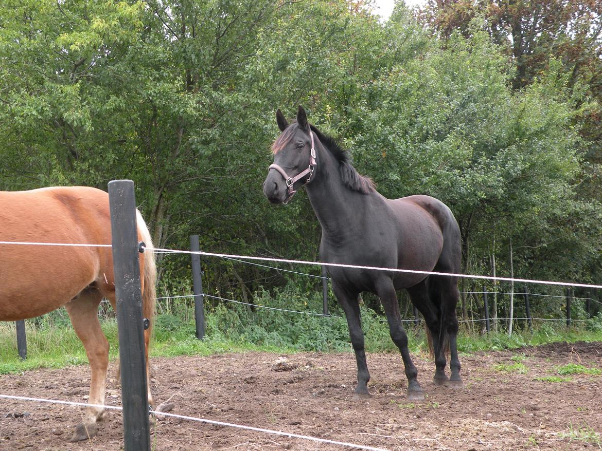 Pinto Kilgast's Nobell billede 6