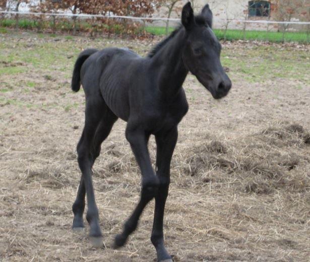 Pinto Kilgast's Nobell billede 12