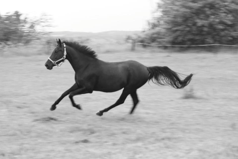 Pinto Kilgast's Nobell billede 14