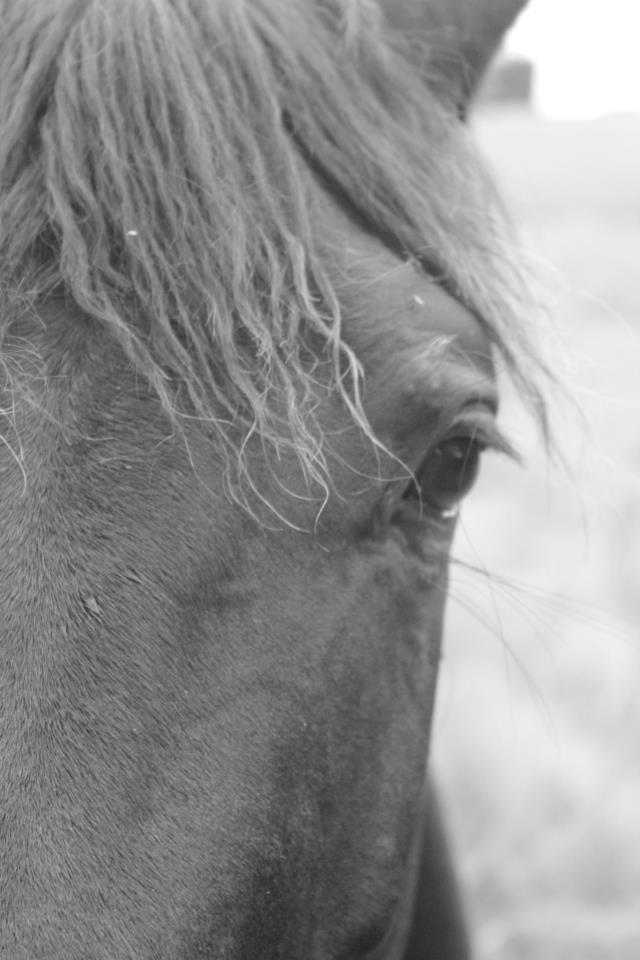 Pinto Kilgast's Nobell billede 17