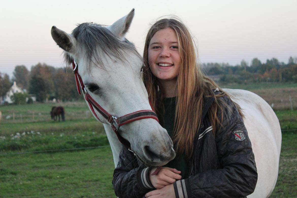 Shagya Araber (SH) Emely billede 2