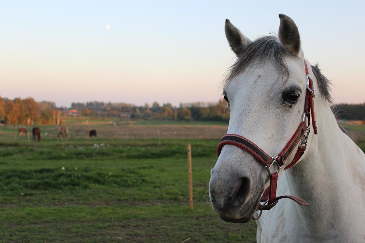 Shagya Araber (SH) Emely billede 3