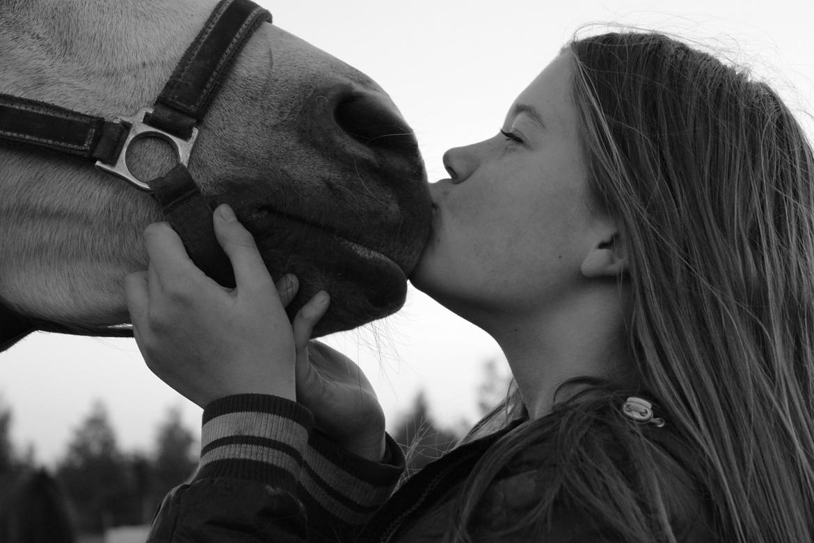 Shagya Araber (SH) Emely billede 1