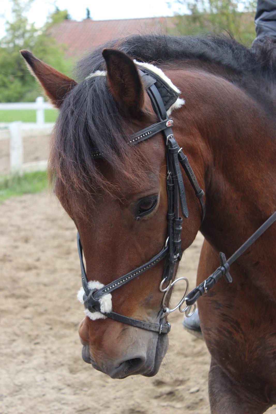 Anden særlig race Charley billede 1