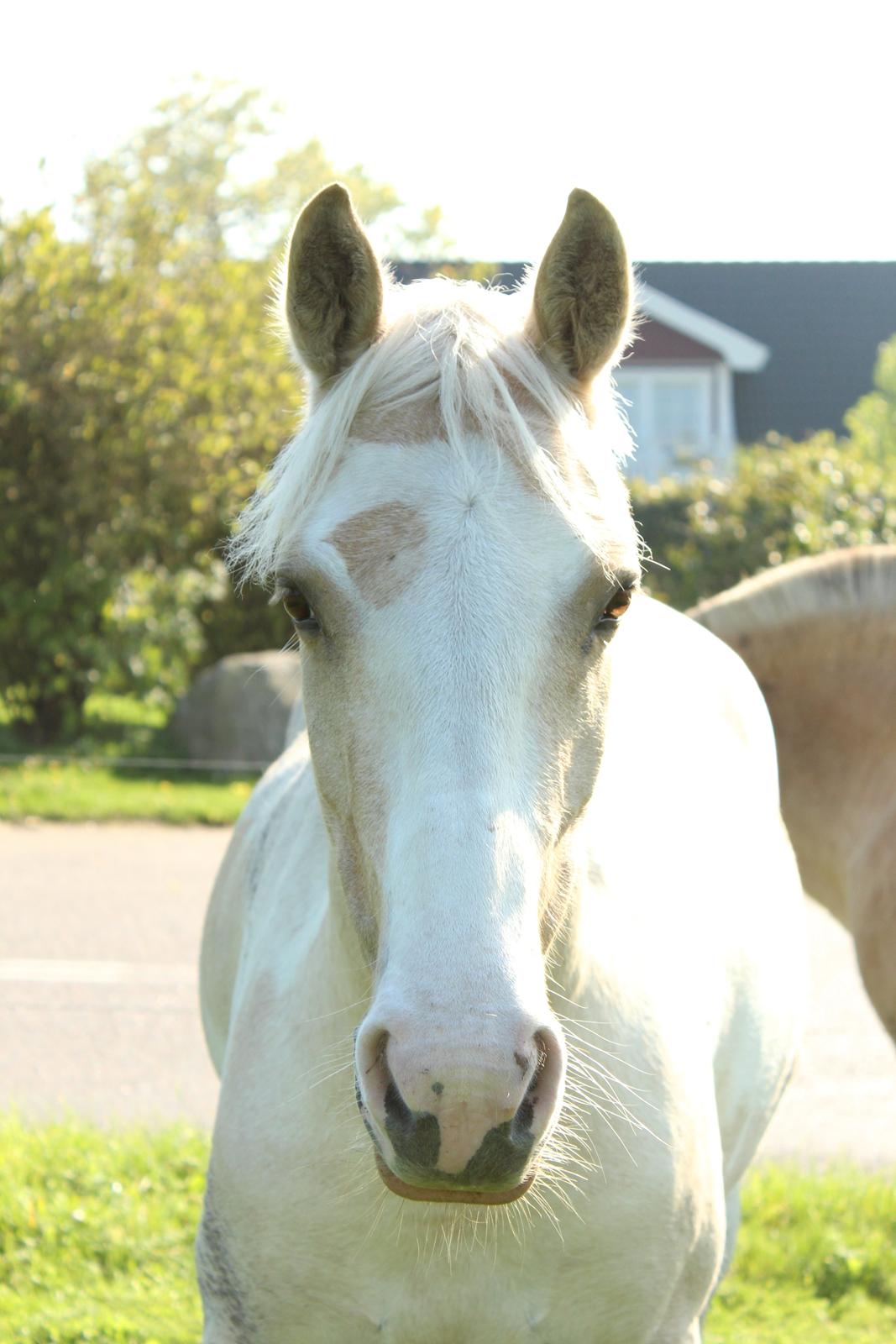 Anden særlig race Alaska - Min aller flotteste ko <3 billede 16
