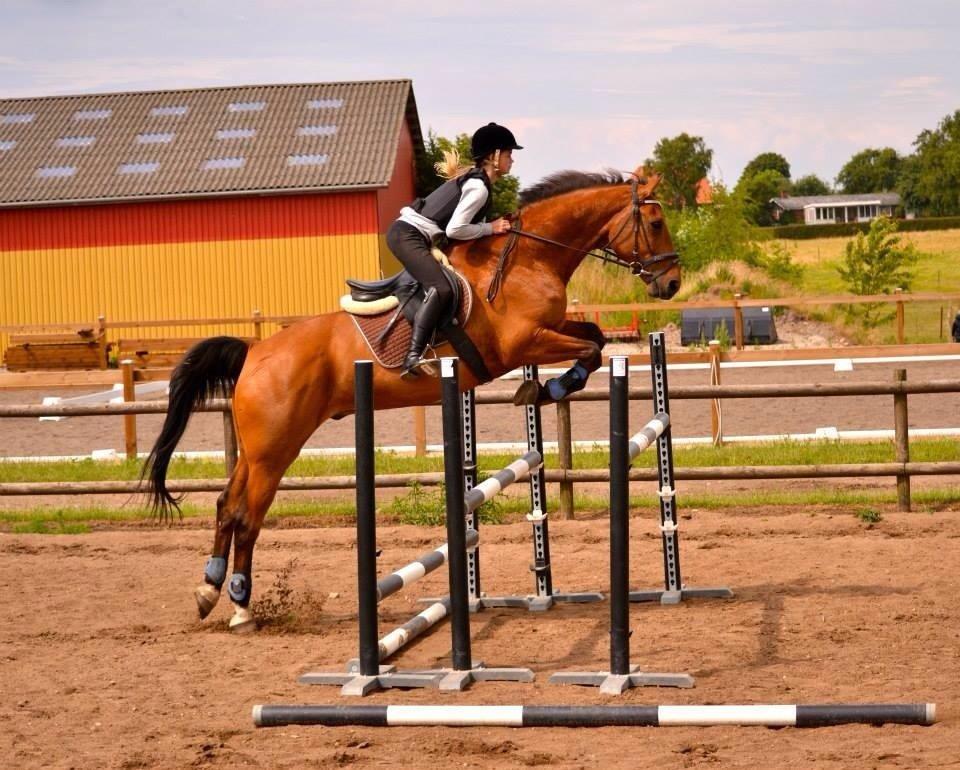 Dansk Varmblod Sir Lancelot - -Taget af Malou billede 16