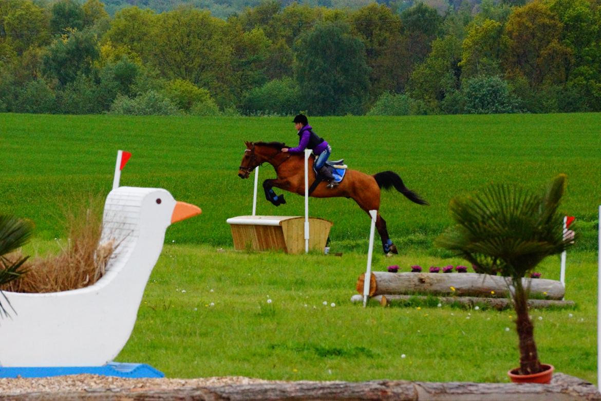 Dansk Varmblod Sir Lancelot - -Taget af Anita billede 5