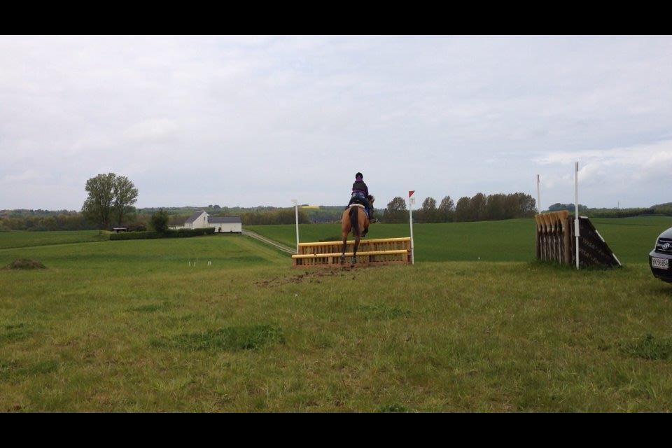 Dansk Varmblod Sir Lancelot billede 15
