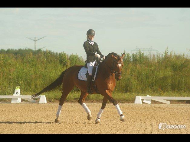 Dansk Varmblod De Soto billede 10