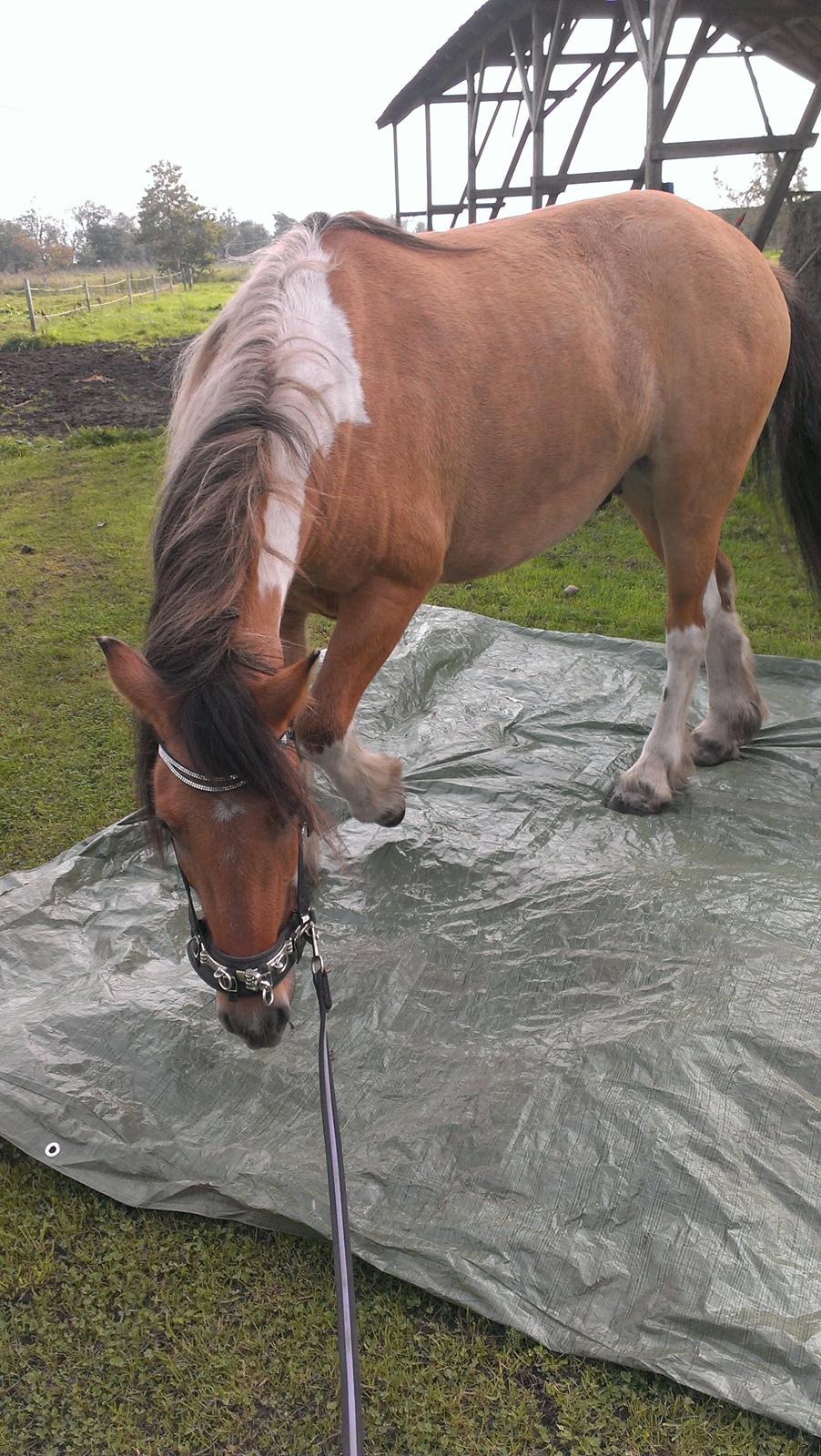 Anden særlig race Cody . - D.5-10-14. billede 22