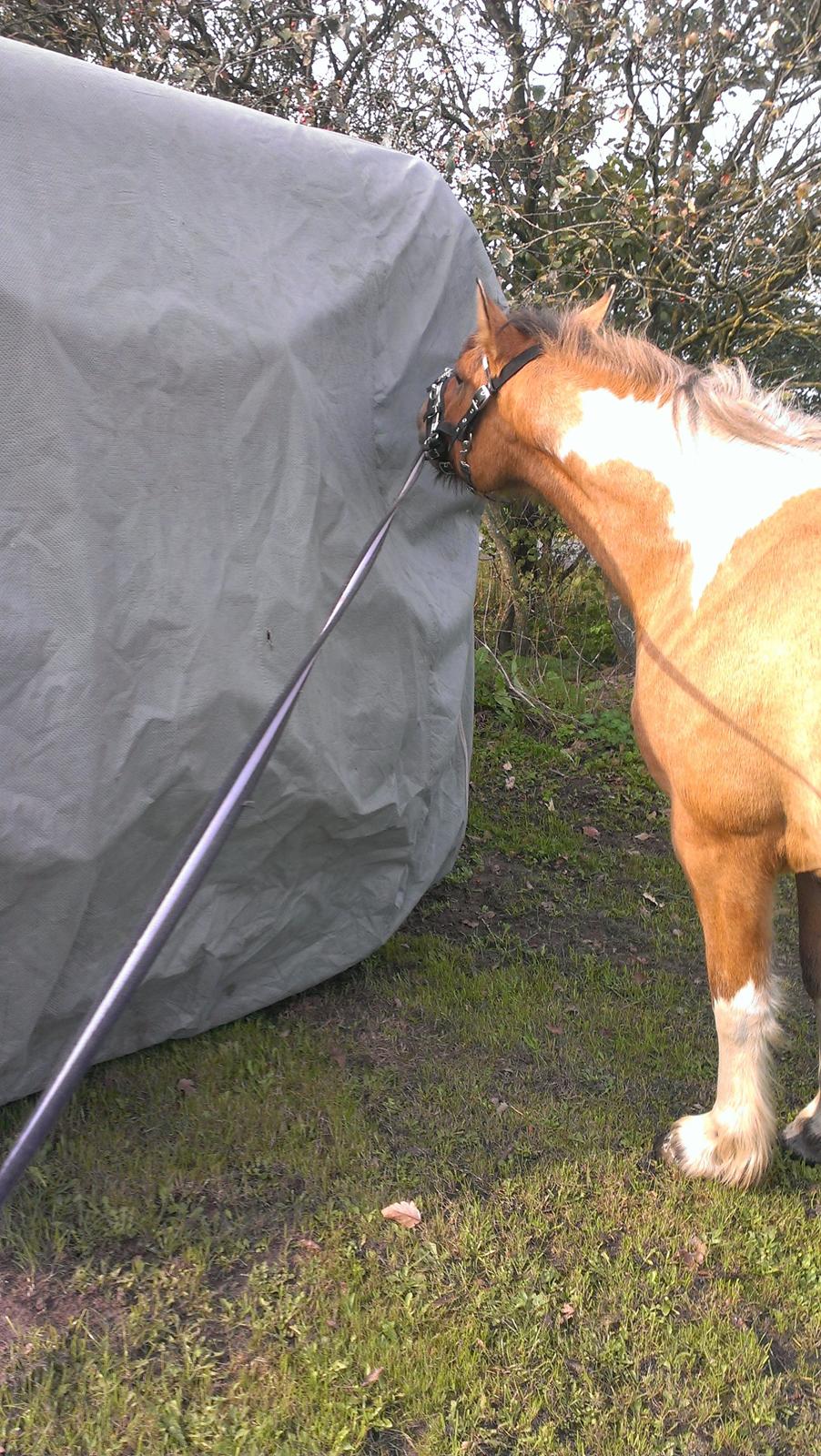 Anden særlig race Cody . - D.5-10-14. billede 24