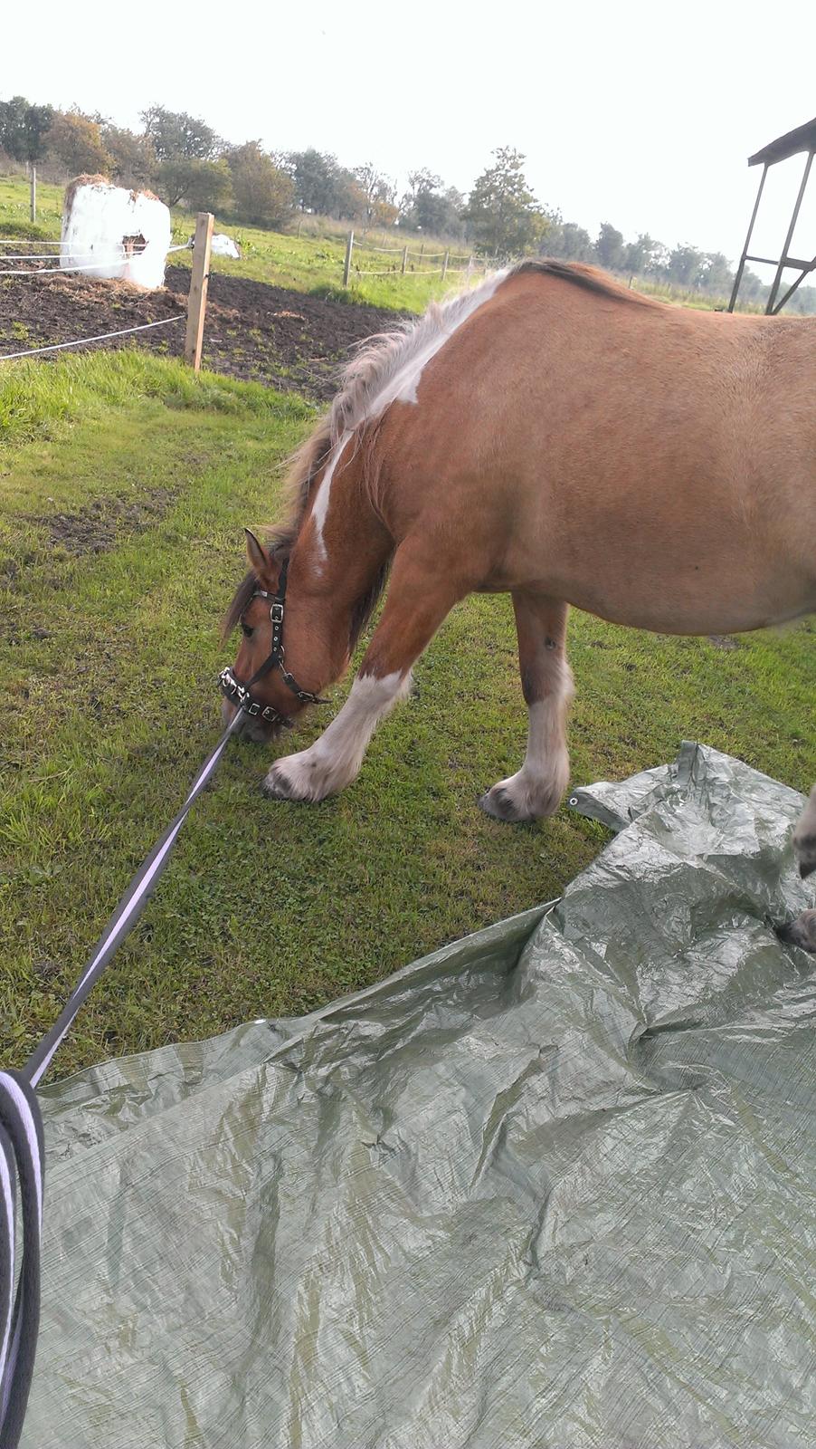 Anden særlig race Cody . - D.5-10-14. billede 23